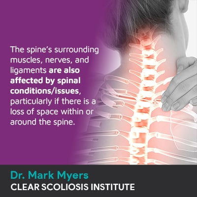 the spine's surrounding muscles