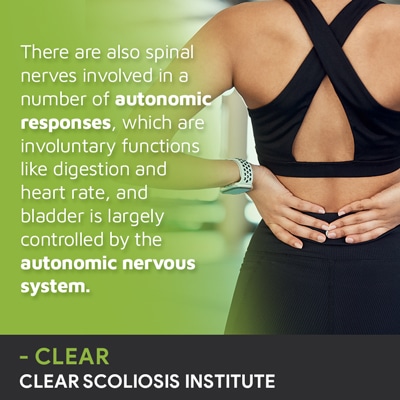 A visual representation of the quote from the text starting with “There Are Also Spinal Nerves"