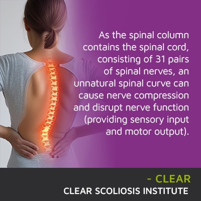 A visual representation of the quote from the text starting with “As the spinal column contains"