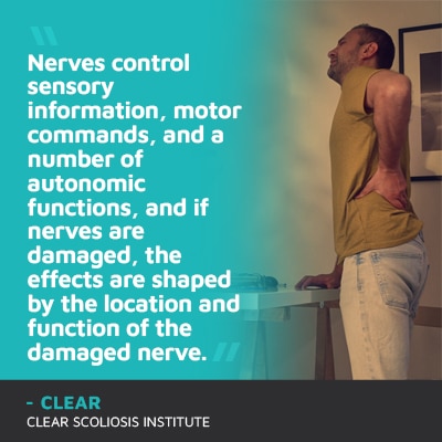 A visual representation of the quote from the text starting with “Nerves control sensory information, motor"