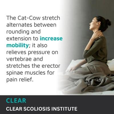 A visual representation of the quote from the text starting with “The Cat Cow stretch alternates between"